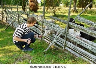 Young Man Feeds Sheep. Aland Islands