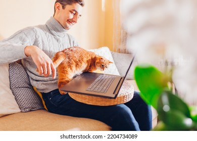 Young Man Freelancer Working Online From Home With Curious Pet Using Laptop. Ginger Cat Interested In Computer. Funny Animal Interrupting Master