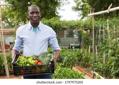 Young man  gardener holding  harvest of fresh vegetables in  garden  - Shutterstock ID 1797975205