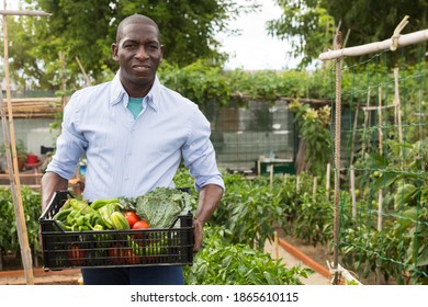 Young man gardener holding harvest of fresh vegetables in garden - Shutterstock ID 1865610115