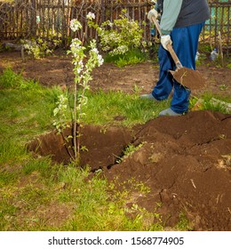 A Young Man A Gardener Is Planting A Young Blooming Apple Tree At A Dacha On A Spring Day.