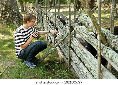 Young Man Gives Grass To Sheep In Paddock. Aland Islands. Finland