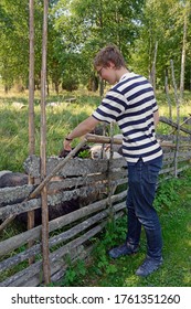 Young Man Gives Grass To Sheep In Paddock On Farm In Summer. Aland Islands. Finland