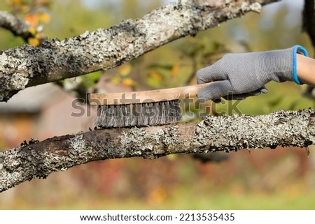 Young man hand in protective glove holding wire brush and brushing apple tree from dry lichen. Closeup. Fruit trees treatment at orchard in spring or autumn season. Garden problem and solution.