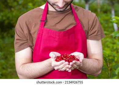 Young Man Handful Harvesting Currant Fresh Red Fruits On A Summer Day. Farmer Guy Temporary Seasonal Worker Contractual, Interim, Casual Staff, With Berries In Garden.