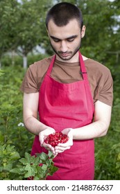 Young Man Handful Harvesting Currant Fresh Red Fruits On A Summer Day. Farmer Guy Temporary Seasonal Worker Contractual, Interim, Casual Staff, With Berries In Garden.