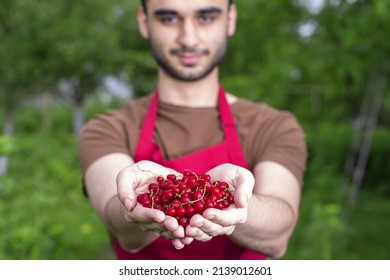 Young Man Handful Harvesting Current Fresh Red Fruits On A Summer Day. Farmer Guy Temporary Seasonal Worker Contractual, Interim, Casual Staff, With Berries In The Garden.