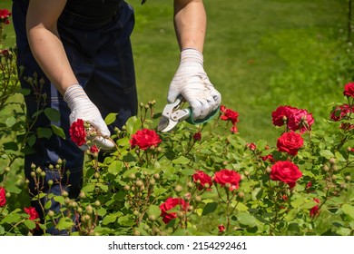 A young man with hands in gloves is trimming bushes of roses in his garden with a secateur. A professional gardener is cutting  roses with a garden pruner.