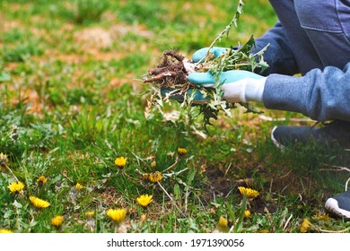 Young man hands wearing garden gloves, removing and hand-pulling Dandelions weeds plant permanently from lawn. Spring garden lawn care and weed control background. - Shutterstock ID 1971390056