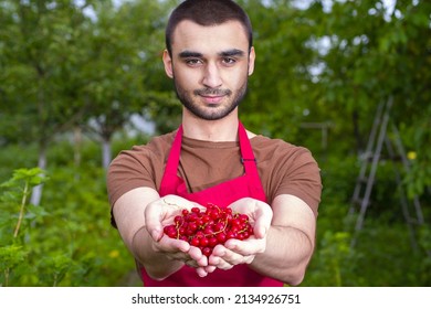 Young Man Harvesting Mulberries In A Tray Near A Mulberry Tree. Farmer Guy Temporary Seasonal Worker
Contractual, Interim, Casual Staff, With Berries In His Garden. Fresh Black, Purple