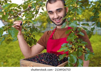 Young Man Harvesting Mulberries In A Tray Near A Mulberry Tree. Farmer Guy Temporary Seasonal Worker
Contractual, Interim, Casual Staff, With Berries In His Garden. 