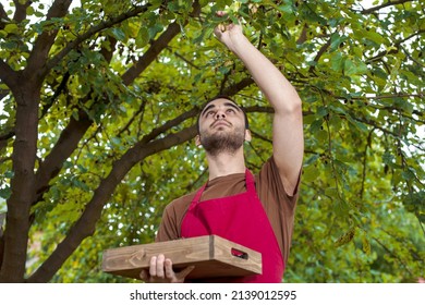 Young Man Harvesting Mulberries In A Tray Near A Mulberry Tree. Farmer Guy Temporary Seasonal Worker
Contractual, Interim, Casual Staff, With Berries In His Garden. Fresh Black, Purple, Red Fruits.