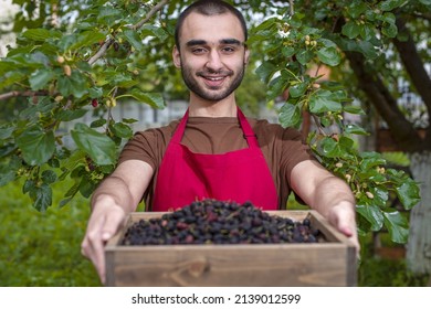 Young Man Harvesting Mulberries In A Tray Near A Mulberry Tree. Farmer Guy Temporary Seasonal Worker
Contractual, Interim, Casual Staff, With Berries In His Garden. Fresh Black, Purple, Red Fruits