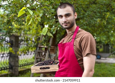 Young Man Harvesting Mulberries In A Tray Near A Mulberry Tree. Farmer Guy Temporary Seasonal Worker
Contractual, Interim, Casual Staff, With Berries In His Garden. Fresh Blackю