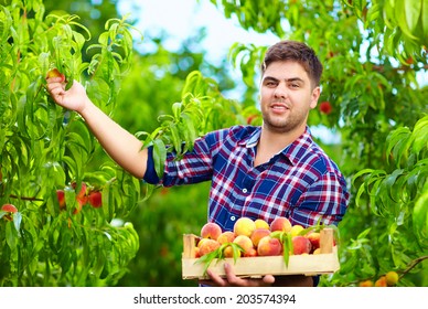 young man harvesting peaches in fruit garden - Shutterstock ID 203574394