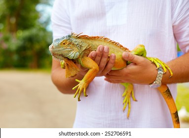 Young Man, Herpetologist Holding Colorful Iguana Reptile