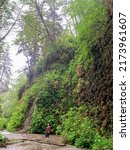 A young man hiking through fern canyon with walls of ferns, a beautiful site in prairie creek redwoods state park, in California, United States.