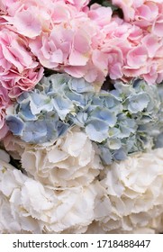 Young man holding a beautiful blossoming flower bouquet of fresh Hydrangea. A bunch of blue and pink hydrangeas. Blue and pink flowers of hydrangea close-up. Natural hydrangea flowers background.