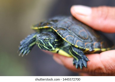 2,452 Hand holding turtle Images, Stock Photos & Vectors | Shutterstock