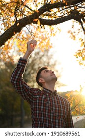 Young Man Looking Up On The Autumn Tree