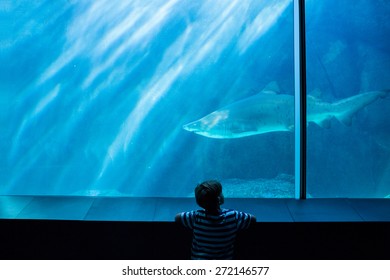 Young Man Looking At A Shark In A Tank At The Aquarium