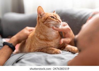 young man lying on a sofa interacts with a brown domestic cat - Powered by Shutterstock