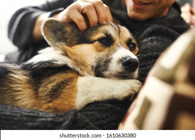 Young Man Owner Petting The Dog, Resting With His Pet At Home On Couch, Spending Time Together, Cute Welsh Corgi Puppy. Concept Friendship With Dog And Human, Cute Moments, Relaxing, Carefree.