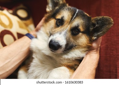 Young Man Owner Petting The Dog, Resting With His Pet At Home On Couch, Spending Time Together, Cute Welsh Corgi Puppy Looking Funny. Concept Friendship With Dog And Human, Cute Moments, Relaxing