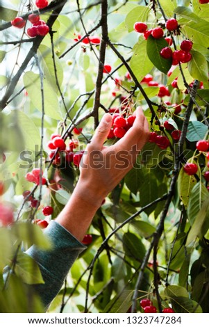 Similar – #A# Good.Cherries.Food.