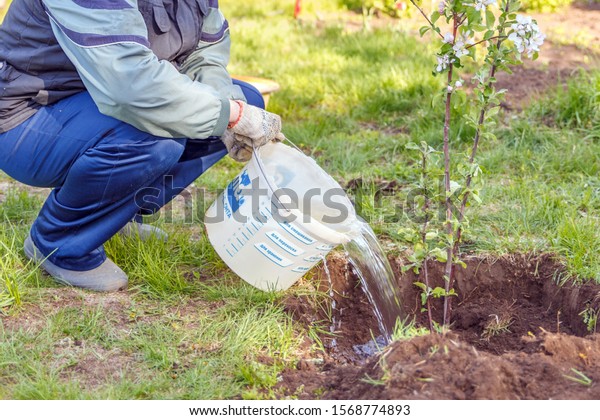 A young man pours a freshly planted apple
seedling from a bucket. Text in Russian: for mixing, carrying,
storing, repairing.