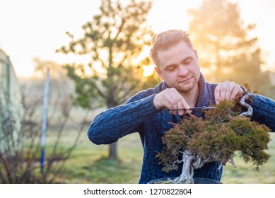 Young Man Pruning Bonsai Tree. Small Business Concept