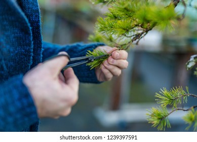 Young man pruning japanese bonsai tree. Bonsai artist - Powered by Shutterstock