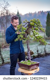 Young Man Pruning Japanese Bonsai Tree. Bonsai Artist