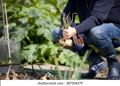 A Young Man Pulling Up Onions On An Allotment