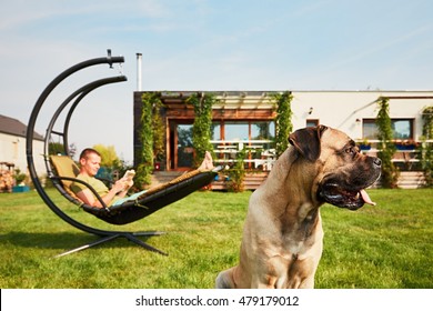 Young Man Reading Book (learning) In The Swing And Large Dog Resting On The Garden Of The Modern Family House.