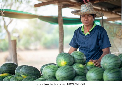 A Young Man Is A Seller In A Farmer Hat And In Uniform Is Selling Watermelons In A Tent. Sale Of Watermelon Melons On The Streets 