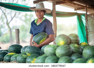 A Young Man Is A Seller In A Farmer Hat And In Uniform Is Selling Watermelons In A Tent. Sale Of Watermelon Melons On The Streets 