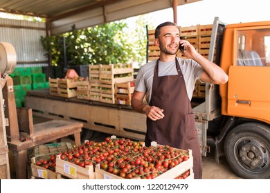 Young Man Speak On Phone With Costumers In Front Collect Tomatoes Boxes At Greenhouse. Online Phone Sales Of Tomato Orders Of Costumers Family Farm Business.