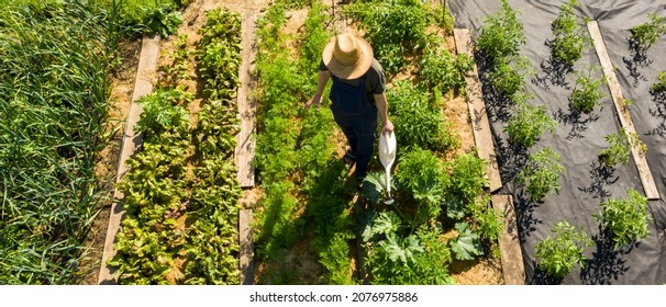 A young man in a straw hat is standing in the middle of his beautiful green garden, covered in black garden membrane, view from above. A male gardener is watering the plants with watering can - Powered by Shutterstock