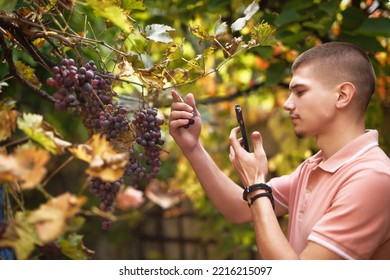 Young man taking a photo of a nice fruitful bunch of grapes on a vine in his garden, using his phone - Shutterstock ID 2216215097