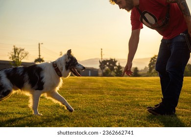 young man teaching his border collie dog the command "come here" at sunset in a field. dog training - Powered by Shutterstock