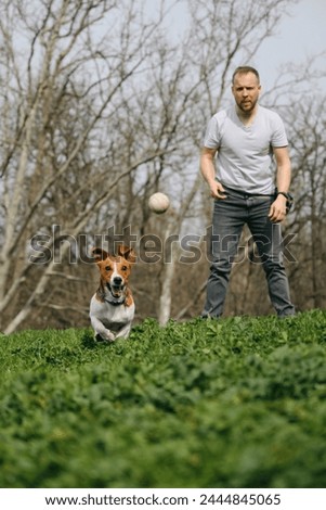 Young man throws the ball forward and the dog runs quickly to catch it. Active playful Jack Russell terrier puppy on walk in spring park on sunny day with male owner. Healthy lifestyle and pet care