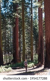 Young Man Traveler Walking Through Big Redwood Trees. Hiking In Sequioa National Park