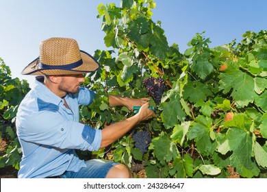 Young Man, Vine Grower, Walks Through Grape Vines Inspecting The Fresh Grape Crop.