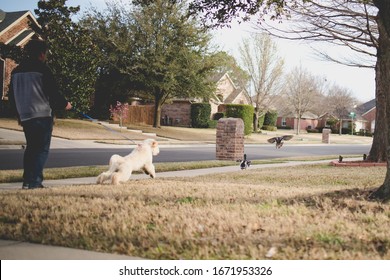 Young Man walking a friendly and eager Goldendoodle puppy on a leash when dog pulls on leash to chase a pair of ducks walking on the neighborhood sidewalk before they take flight to escape.