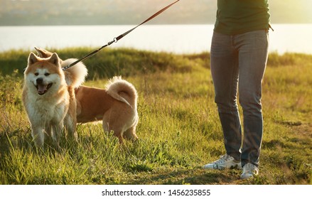 Young Man Walking His Adorable Akita Stock Photo 1456235855 | Shutterstock