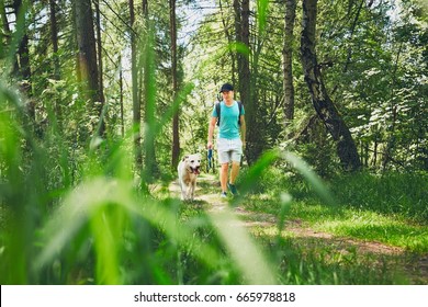 Young Man Walking With His Dog (labrador Retriever) In Forest. Summer Time And Vacations Theme. 