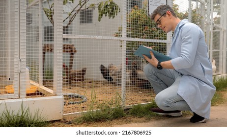 Young Man In White Coat Write Clipboard Checking Chicken In Hen House. Farmers Inspect And Record The Quality Data Of The Chicken, Veterinarian Is Checking Poultry Health In Farm.Farmer Production.