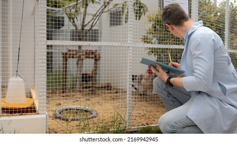 Young Man In White Coat Write Clipboard Checking Chicken In Hen House. Farmers Inspect And Record The Quality Data Of The Chicken, Veterinarian Is Checking Poultry Health In Farm.Farmer Production.