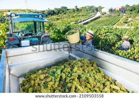 Young man winemaker in hat loading harvest of grapes to agrimotor